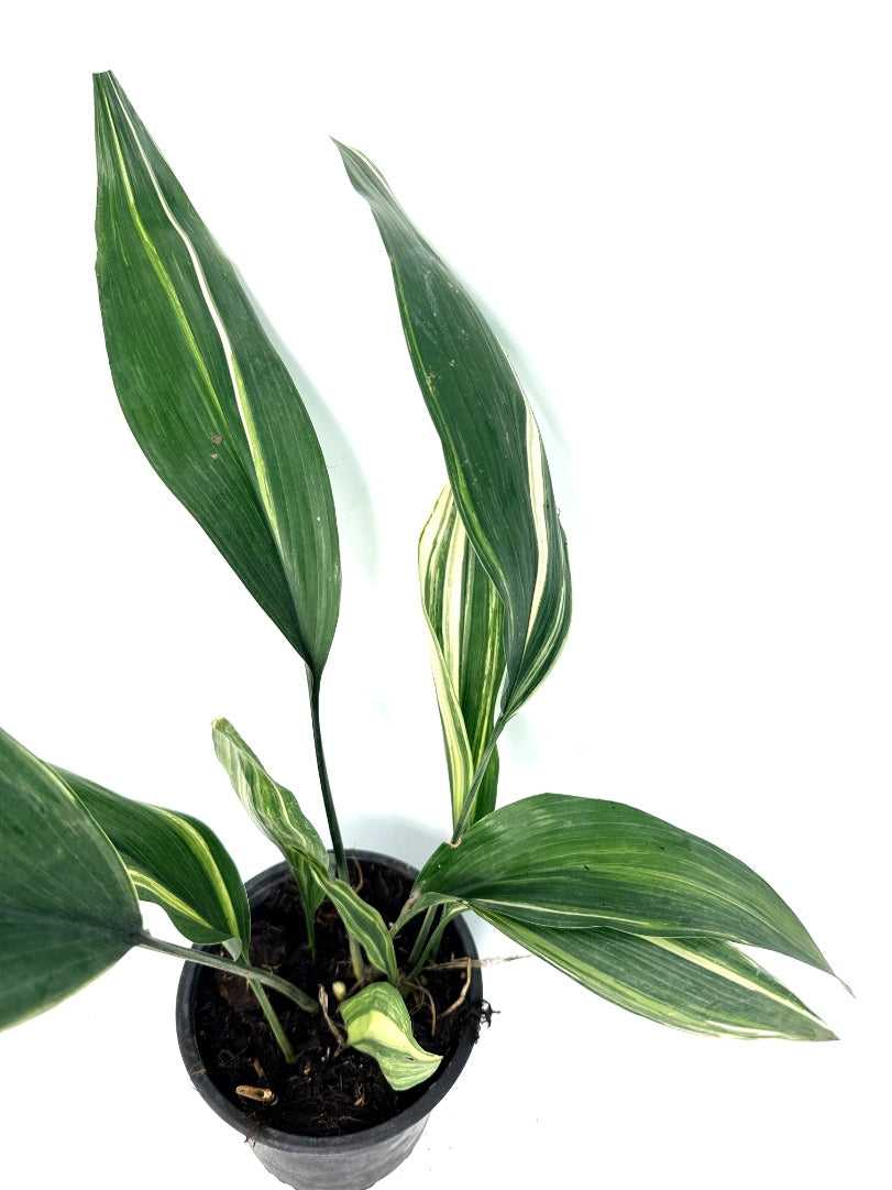 Aspidistra_Elatior_Variegata
