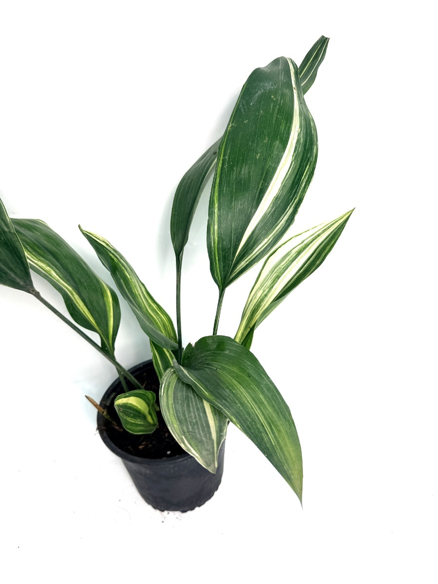 Aspidistra_Elatior_Variegata