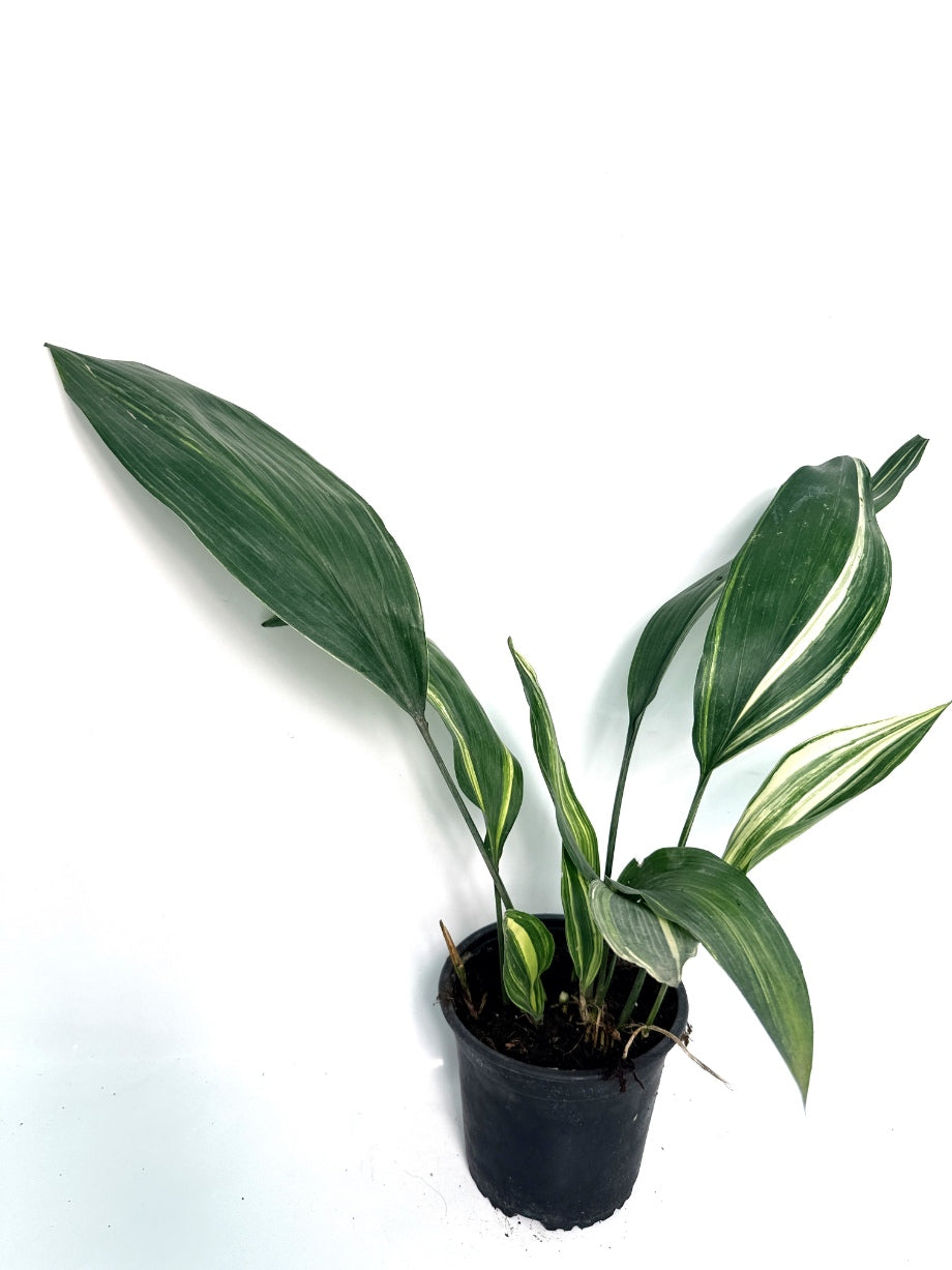 Aspidistra_Elatior_Variegata