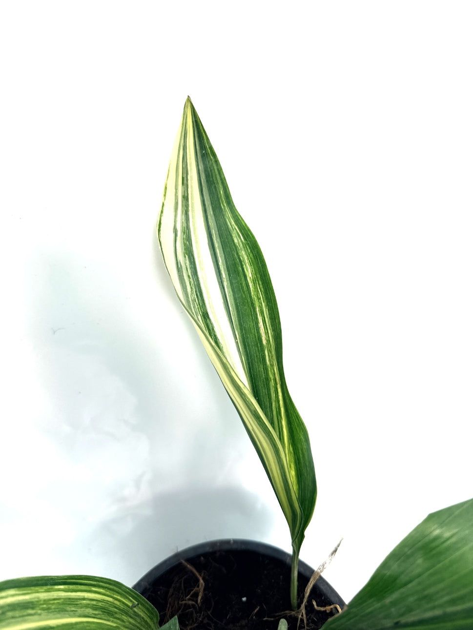 Aspidistra_Elatior_Variegata