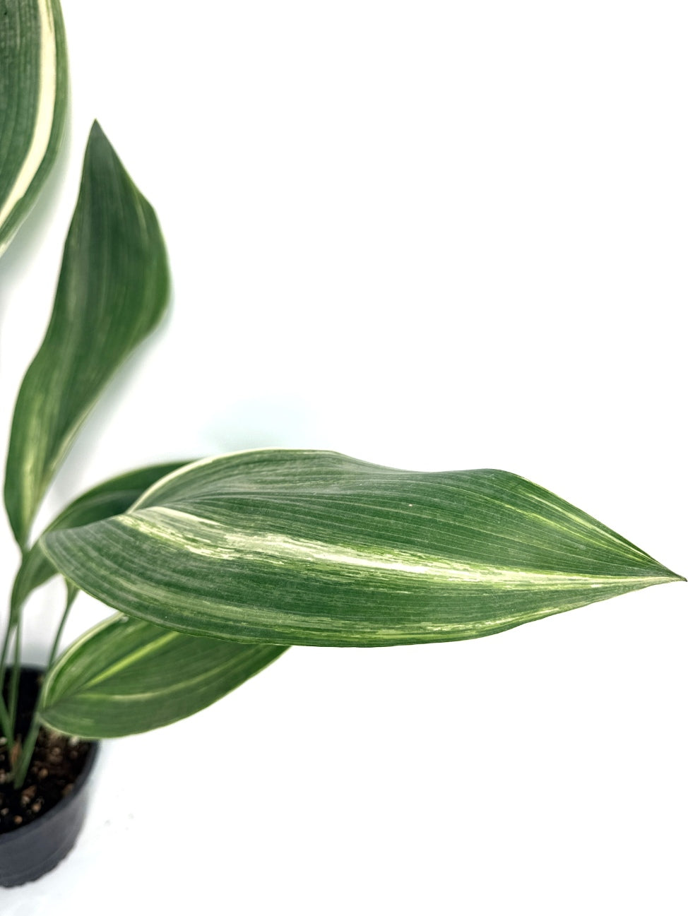 Aspidistra_Elatior_Variegata