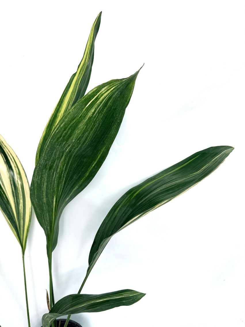 Aspidistra_Elatior_Variegata