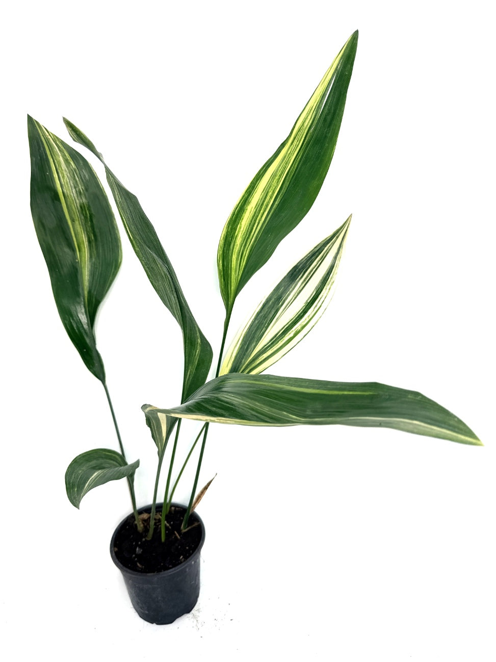Aspidistra_Elatior_Variegata