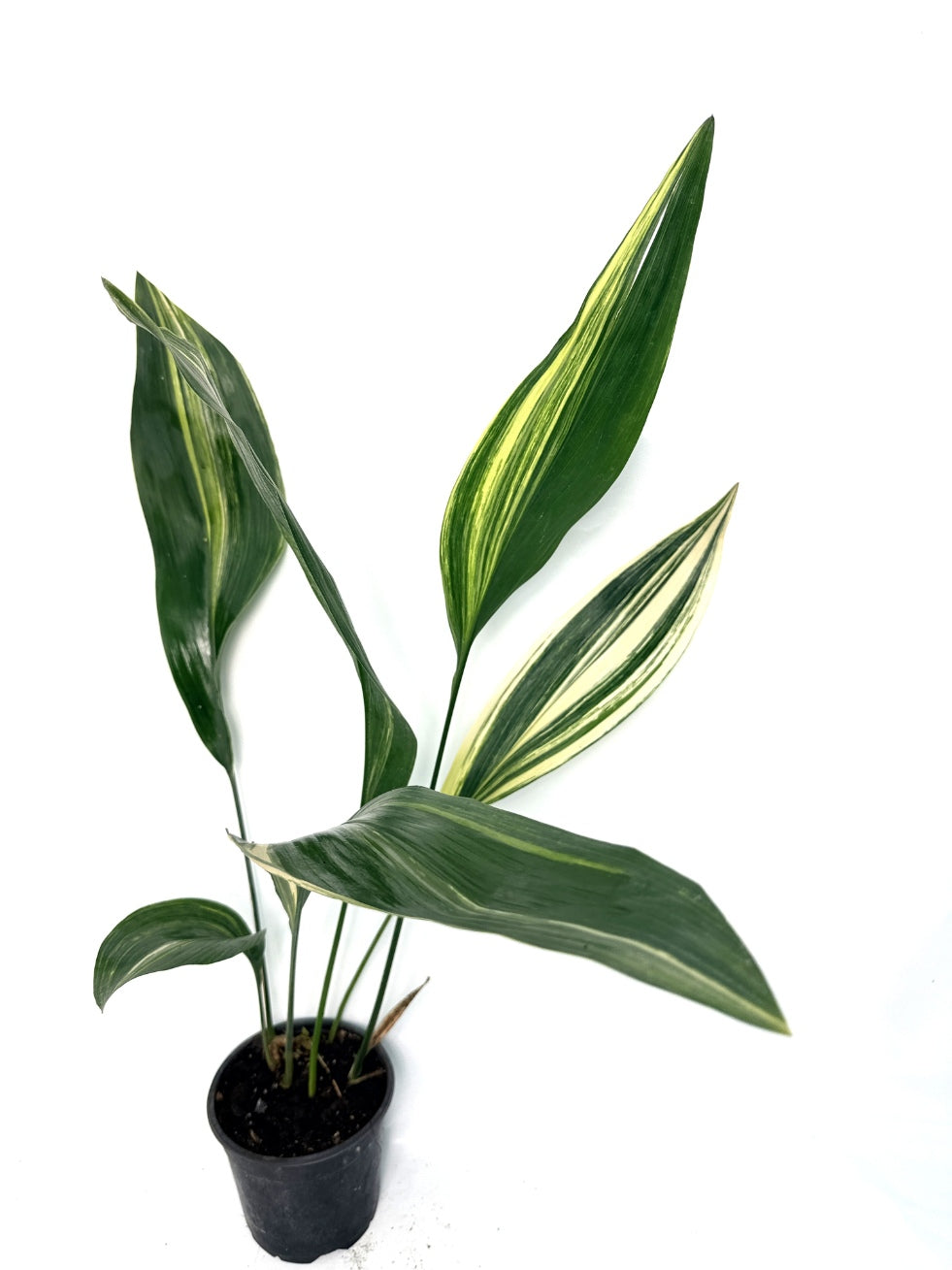 Aspidistra_Elatior_Variegata
