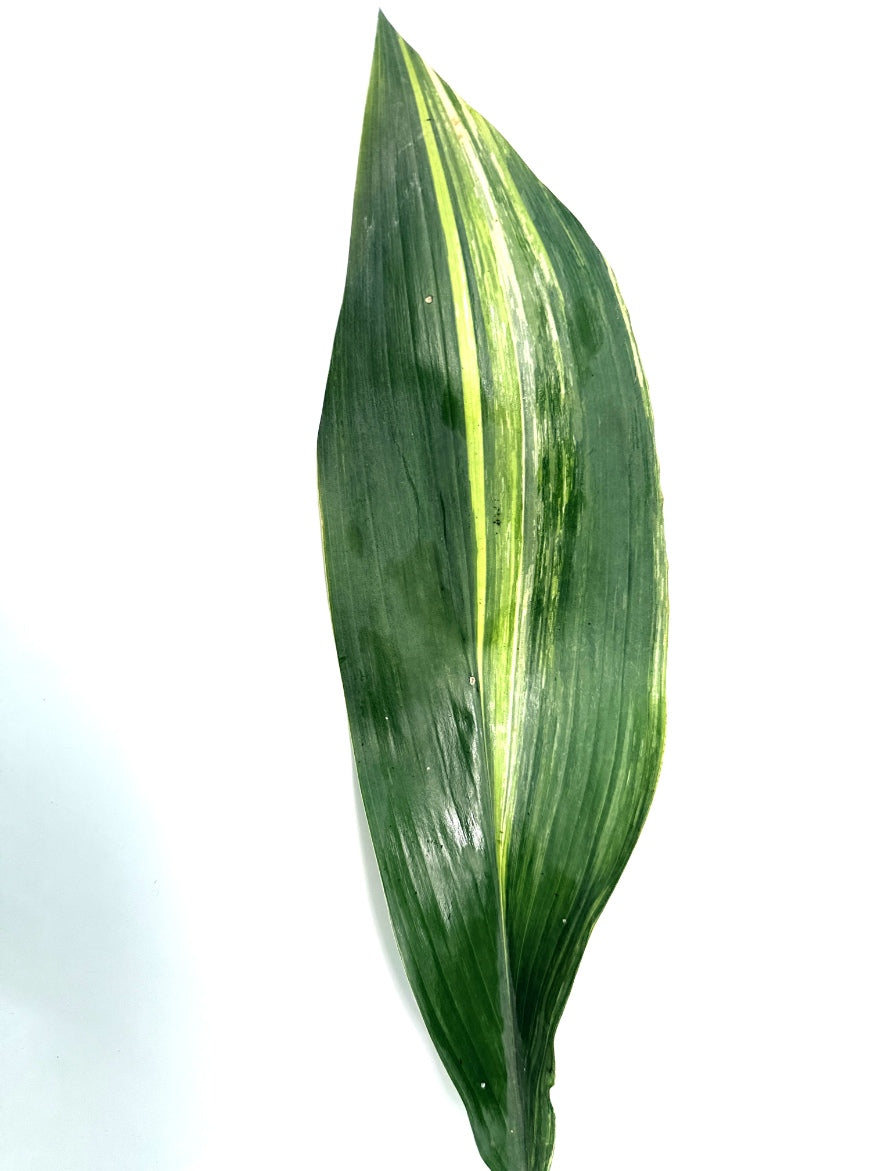 Aspidistra_Elatior_Variegata