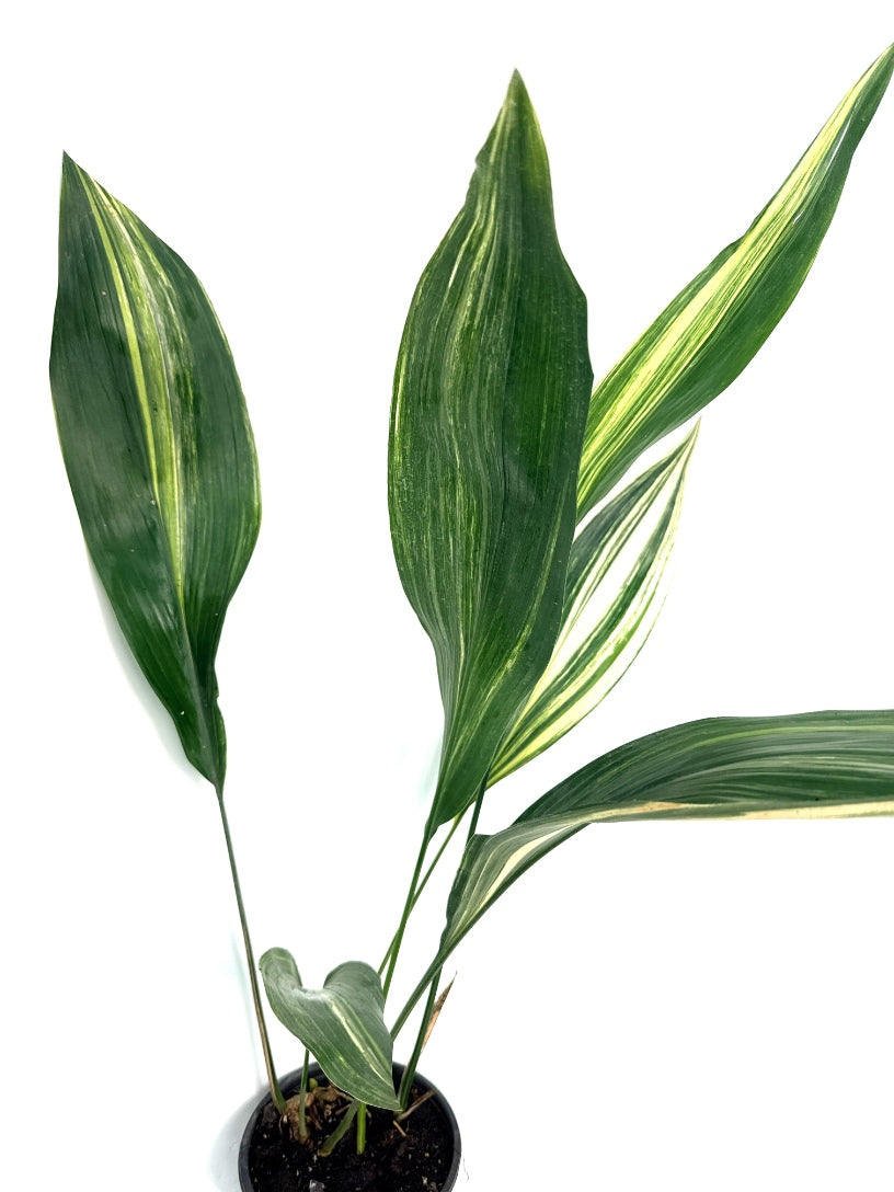 Aspidistra_Elatior_Variegata