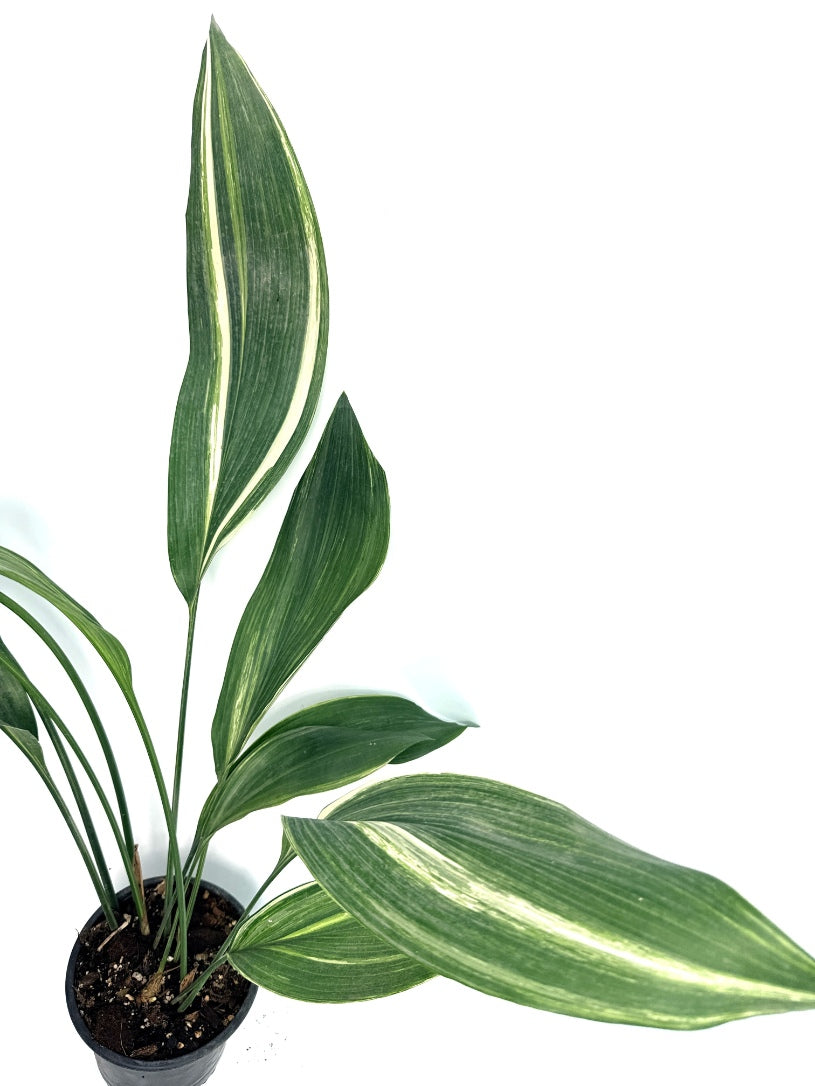Aspidistra_Elatior_Variegata
