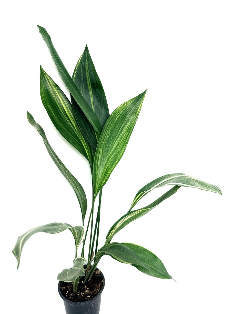 Aspidistra_Elatior_Variegata