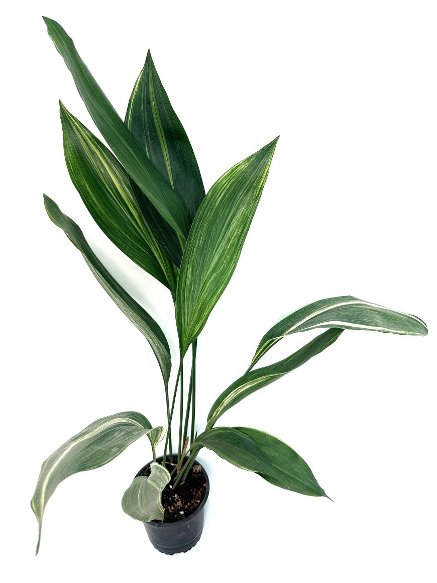 Aspidistra_Elatior_Variegata25-11-4-16