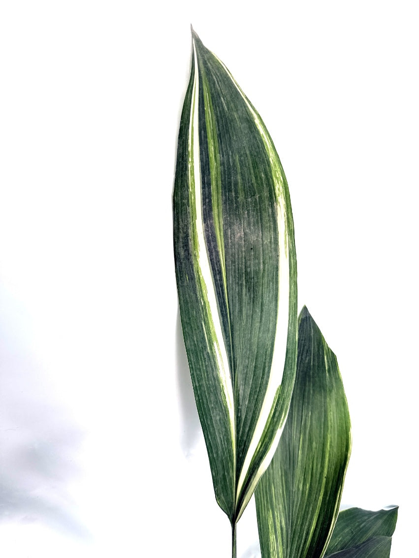 Aspidistra_Elatior_Variegata25-11-4-16