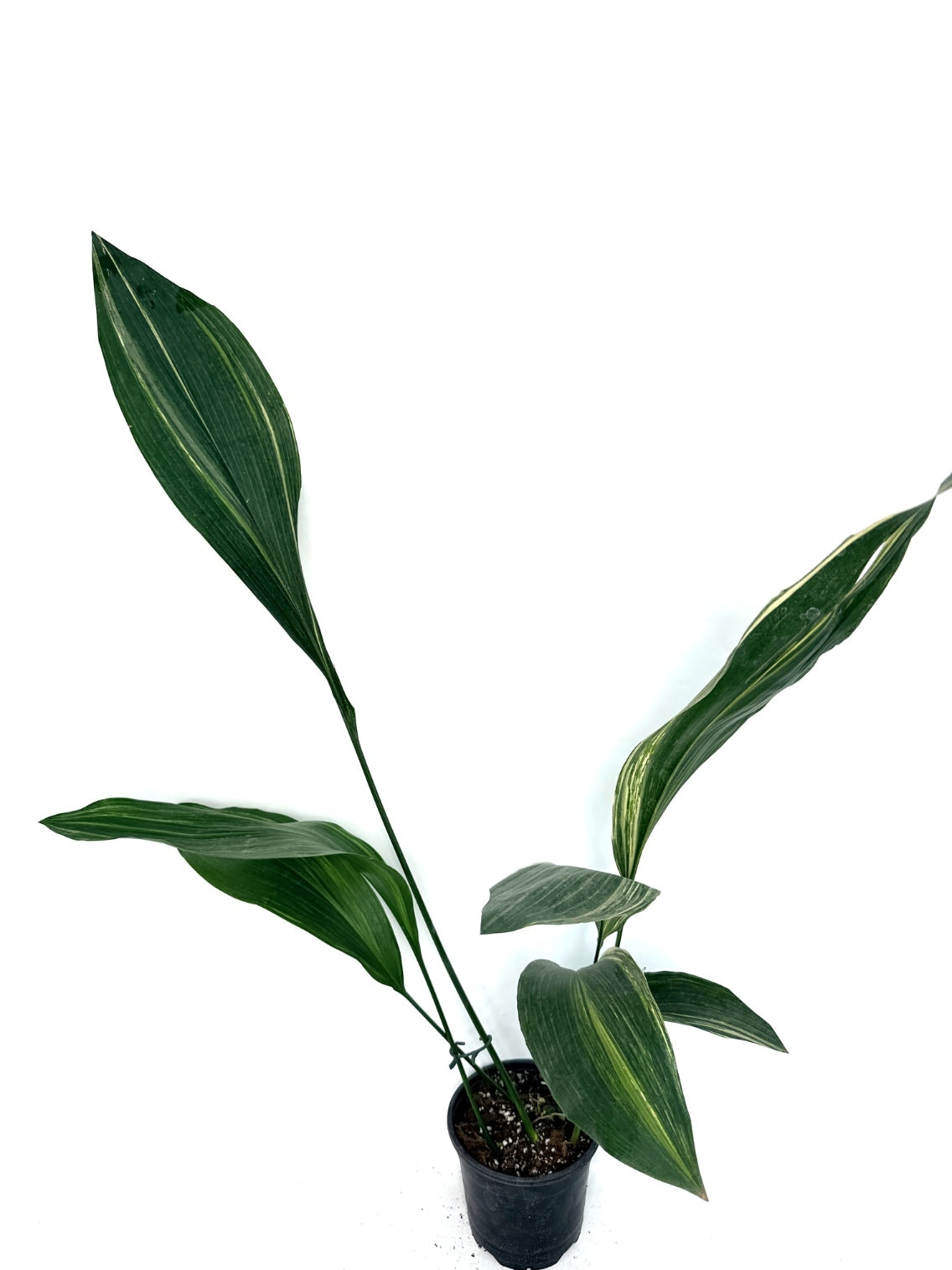 Aspidistra_Elatior_Variegata