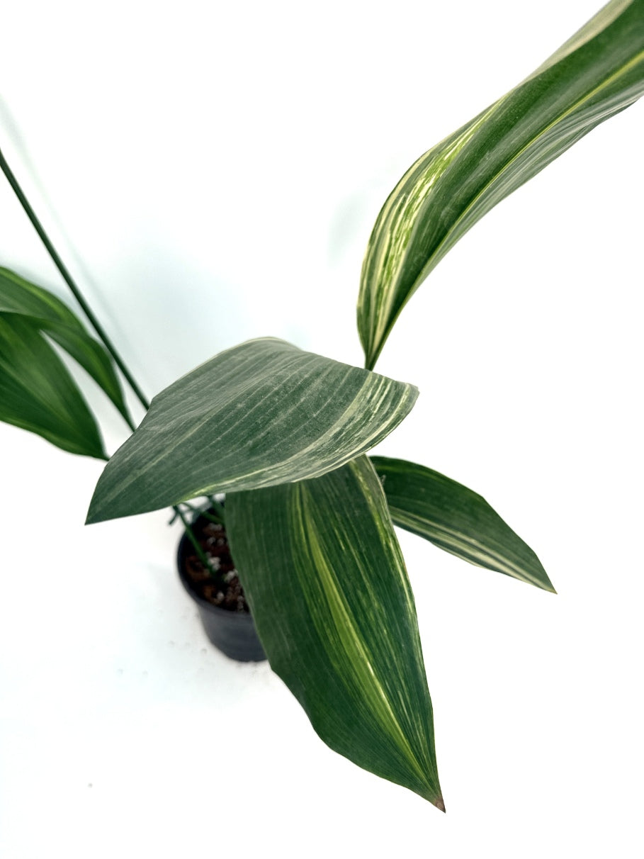 Aspidistra_Elatior_Variegata