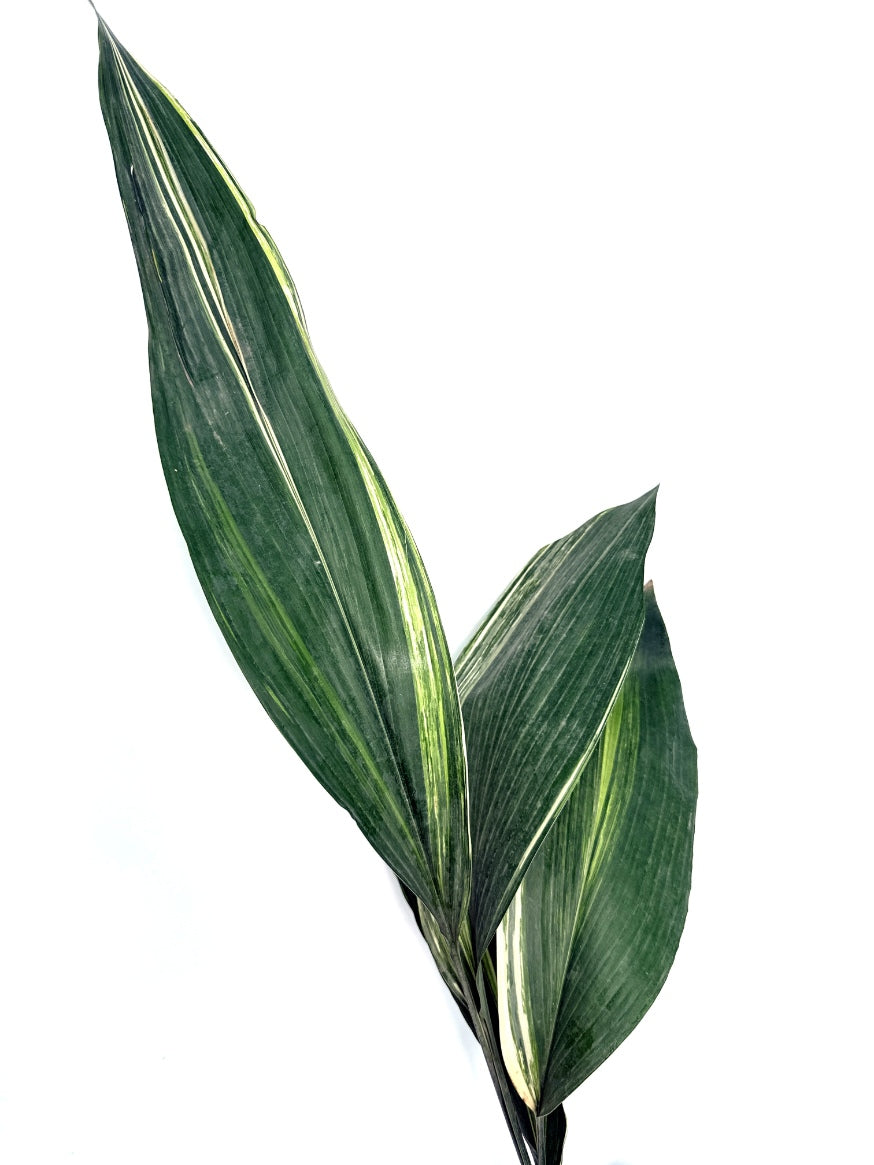 Aspidistra_Elatior_Variegata
