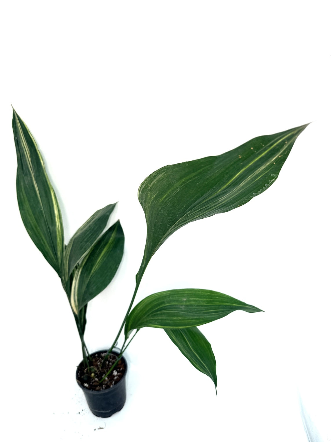 Aspidistra_Elatior_Variegata