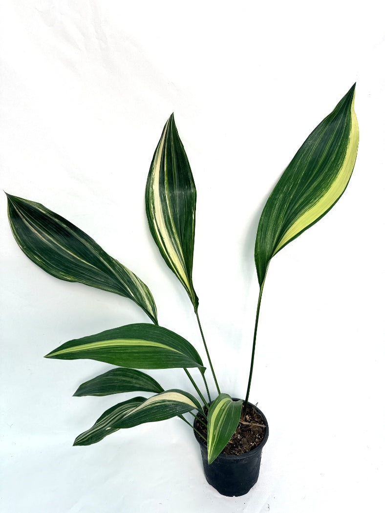 Aspidistra_Elatior_Variegata