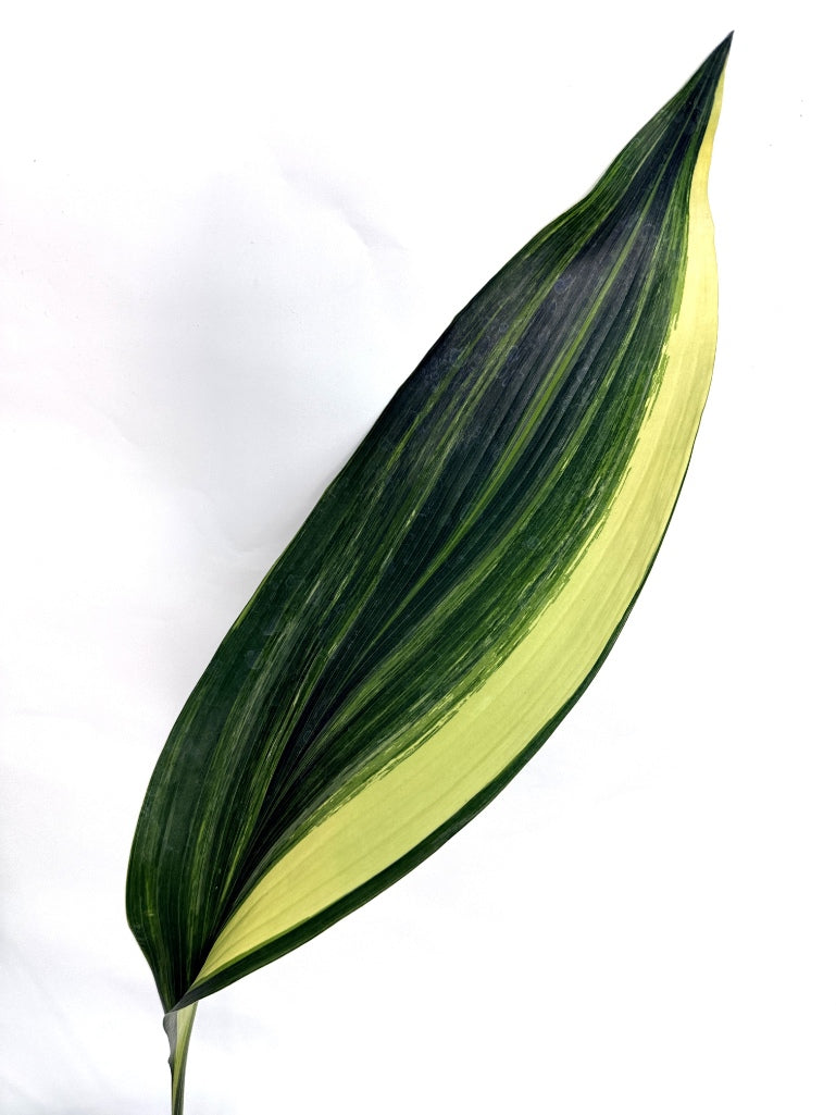 Aspidistra_Elatior_Variegata