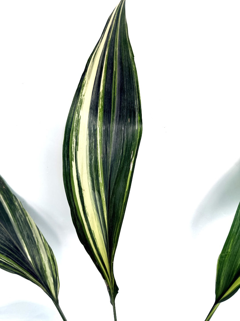 Aspidistra_Elatior_Variegata