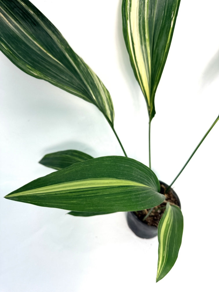Aspidistra_Elatior_Variegata