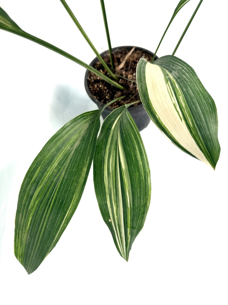 Aspidistra_Elatior_Variegata