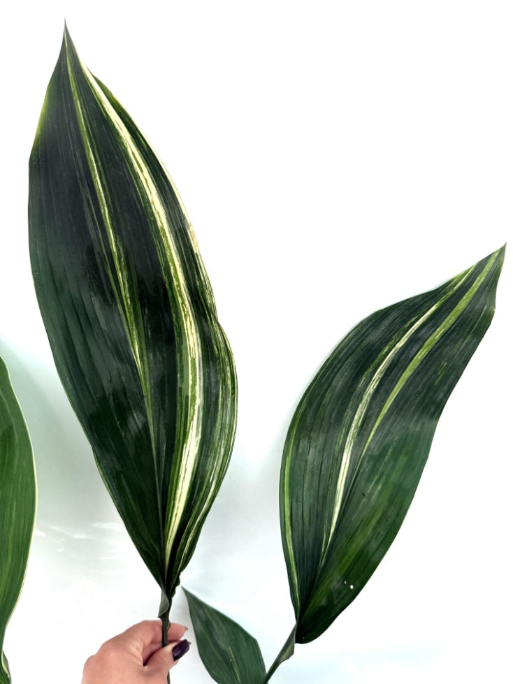 Aspidistra_Elatior_Variegata