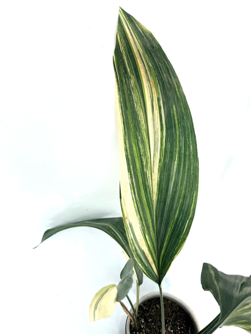Aspidistra_Elatior_Variegata