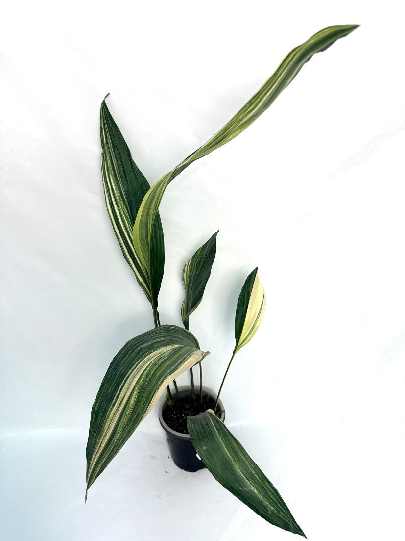 Aspidistra_Elatior_Variegata