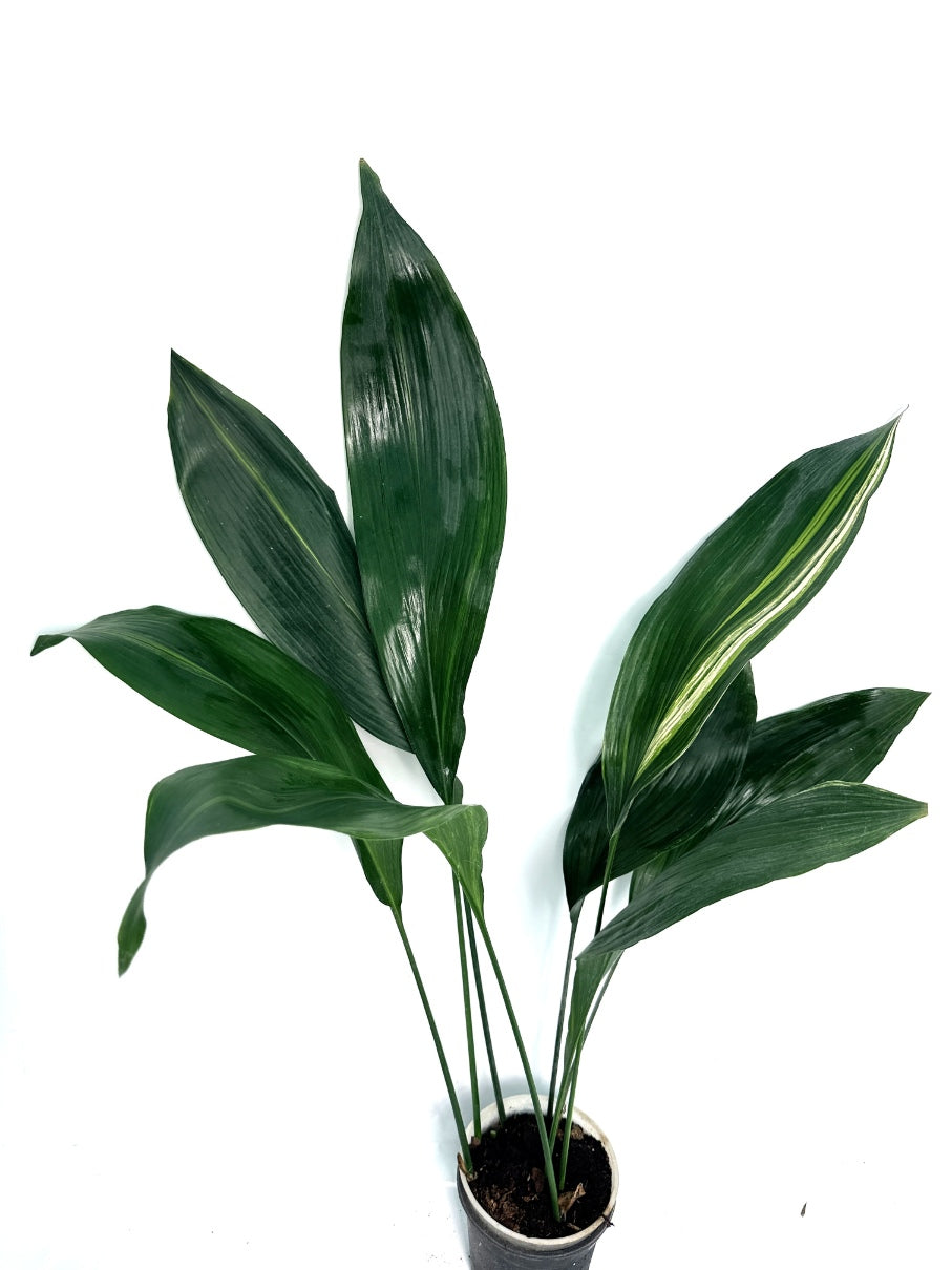 Aspidistra_Elatior_Variegata