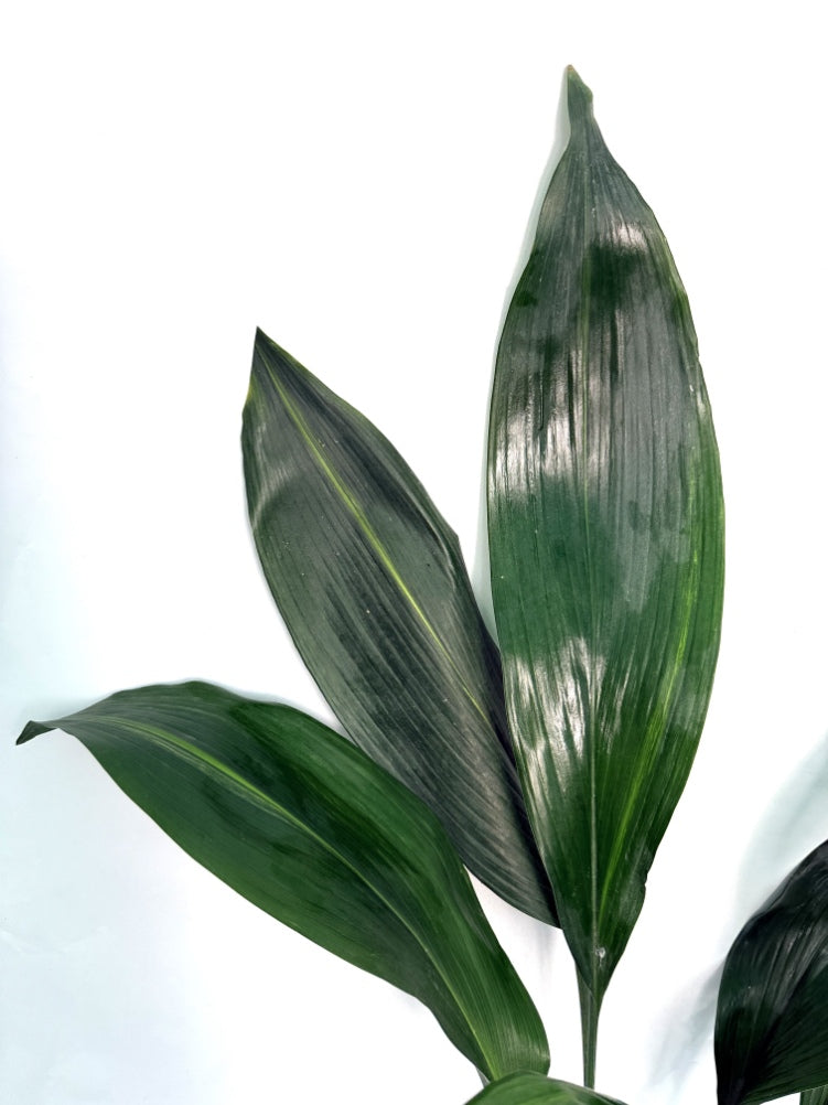 Aspidistra_Elatior_Variegata