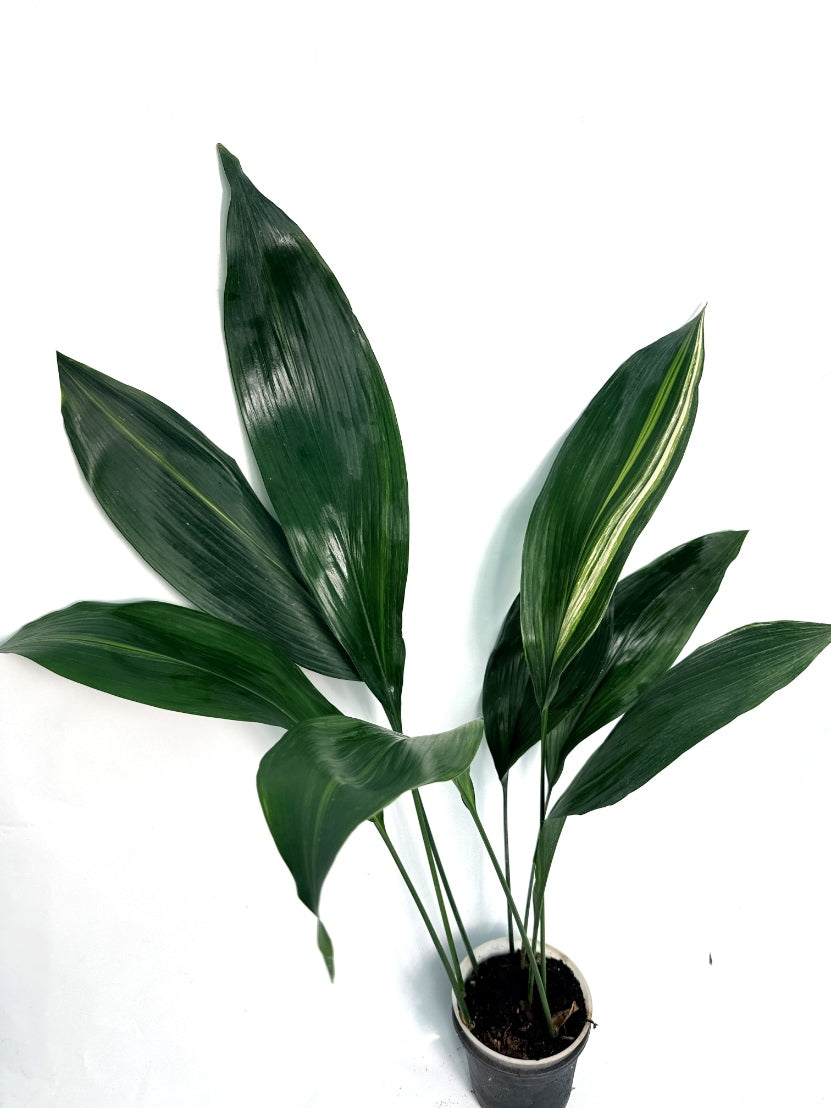 Aspidistra_Elatior_Variegata