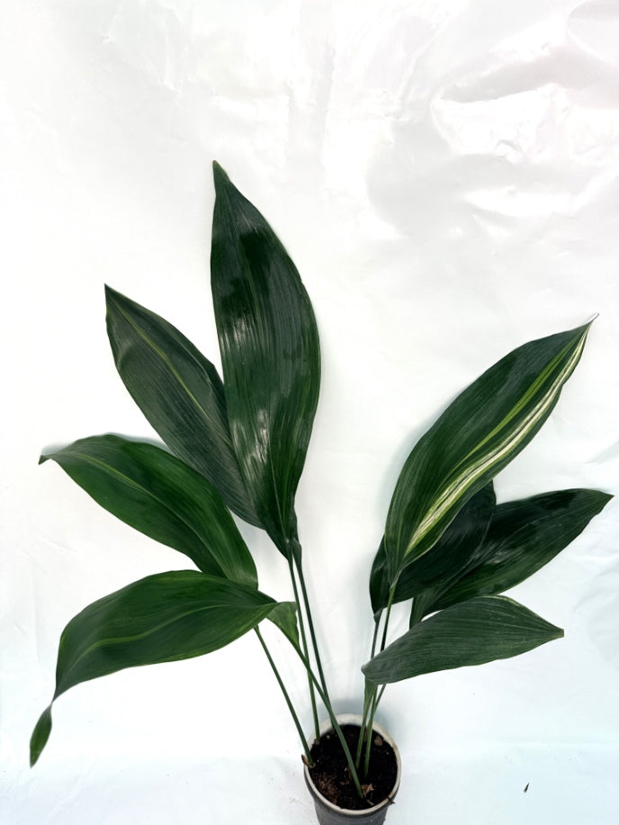 Aspidistra_Elatior_Variegata