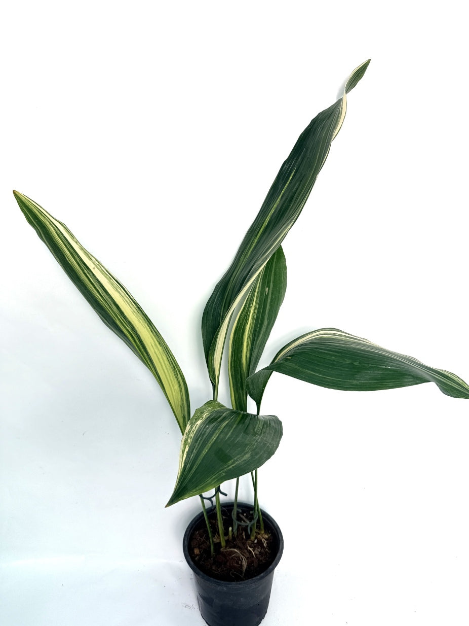 Aspidistra_Elatior_Variegata