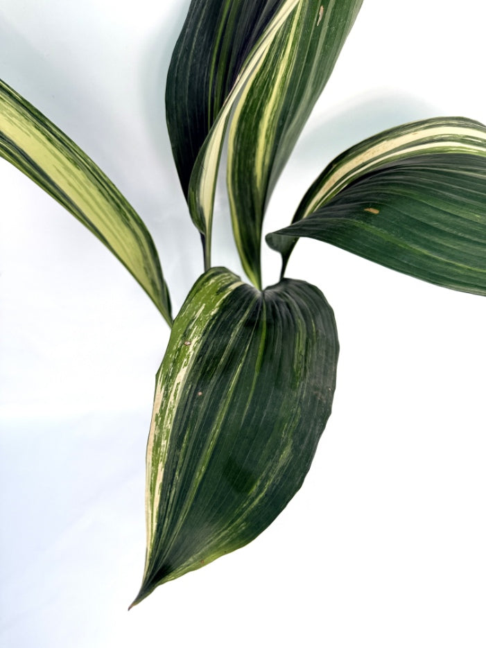 Aspidistra_Elatior_Variegata