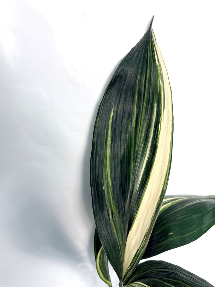 Aspidistra_Elatior_Variegata