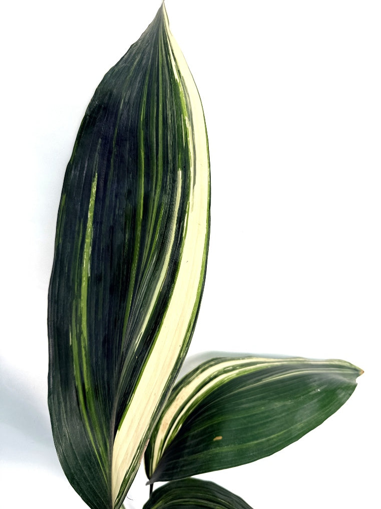Aspidistra_Elatior_Variegata
