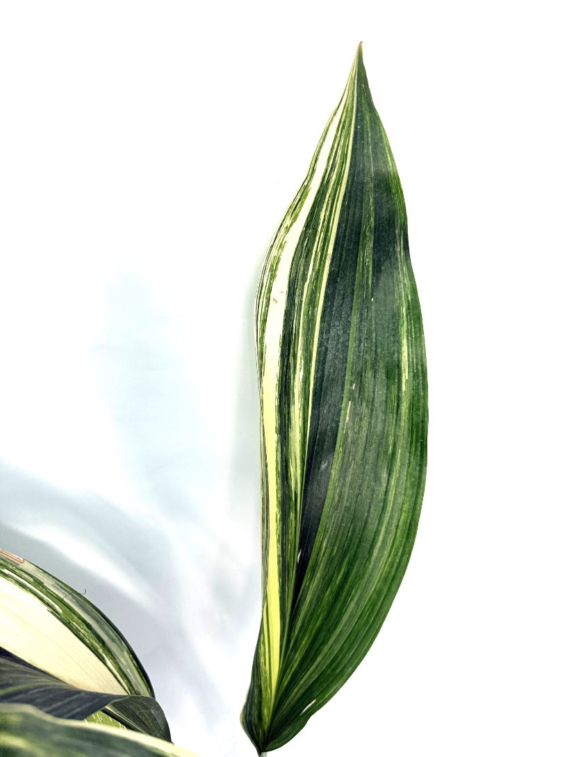 Aspidistra_Elatior_Variegata