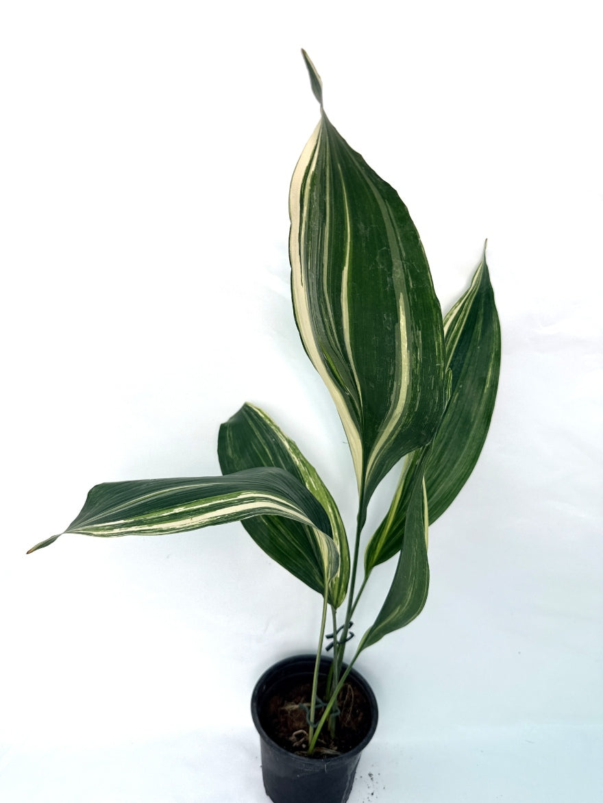 Aspidistra_Elatior_Variegata