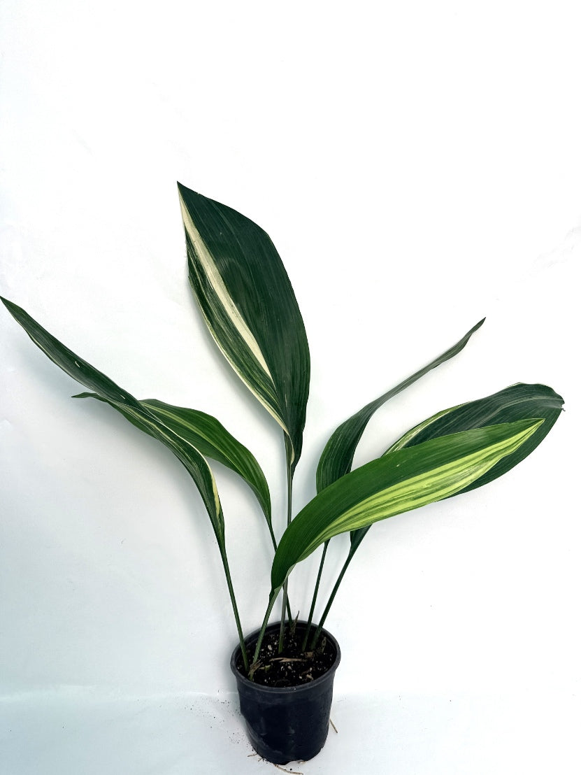 Aspidistra_Elatior_Variegata