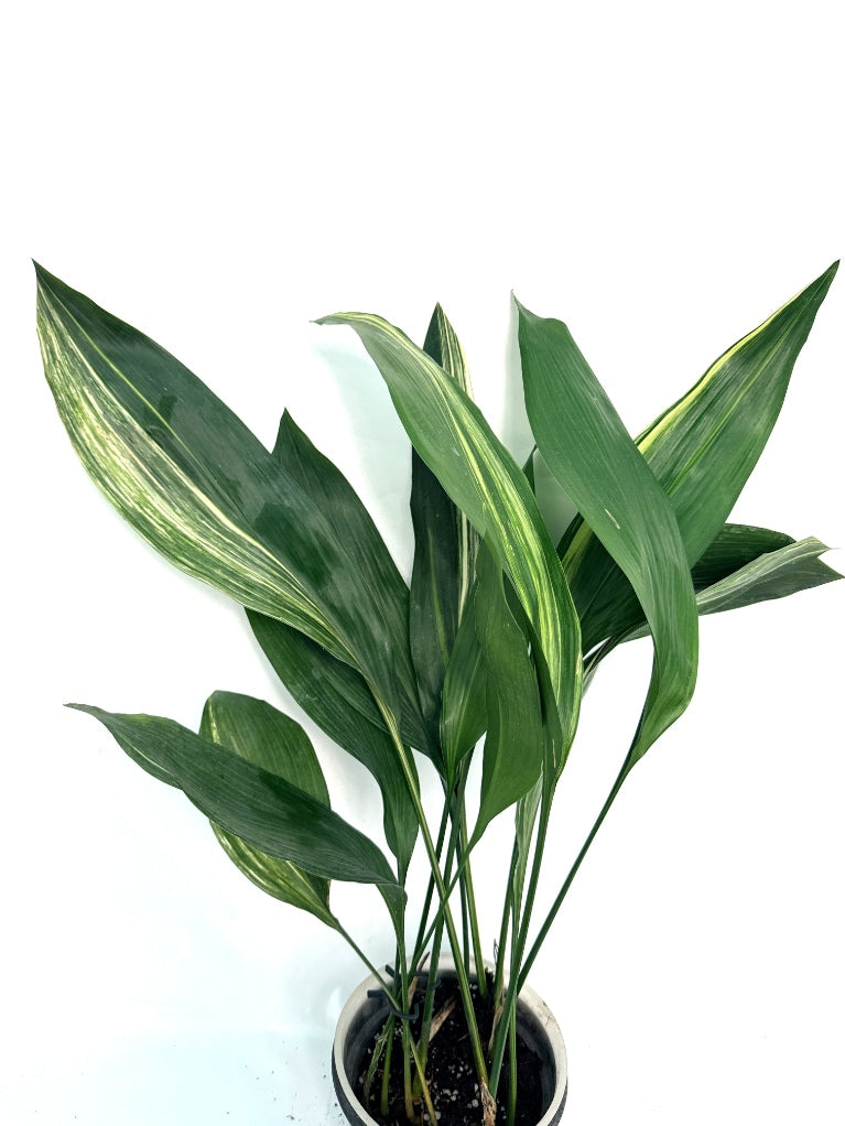 Aspidistra_Elatior_Variegata