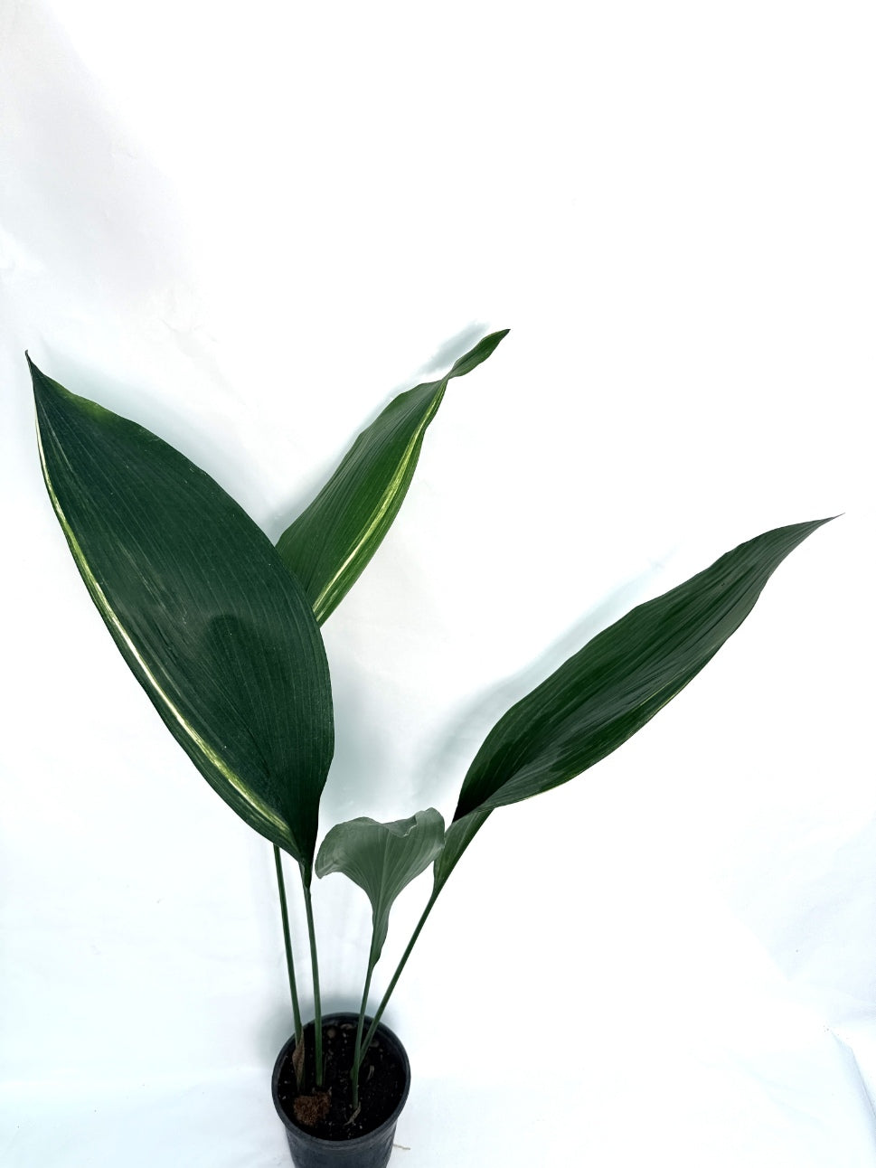 Aspidistra_Elatior_Variegata