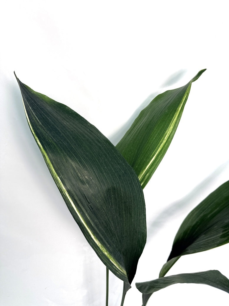 Aspidistra_Elatior_Variegata