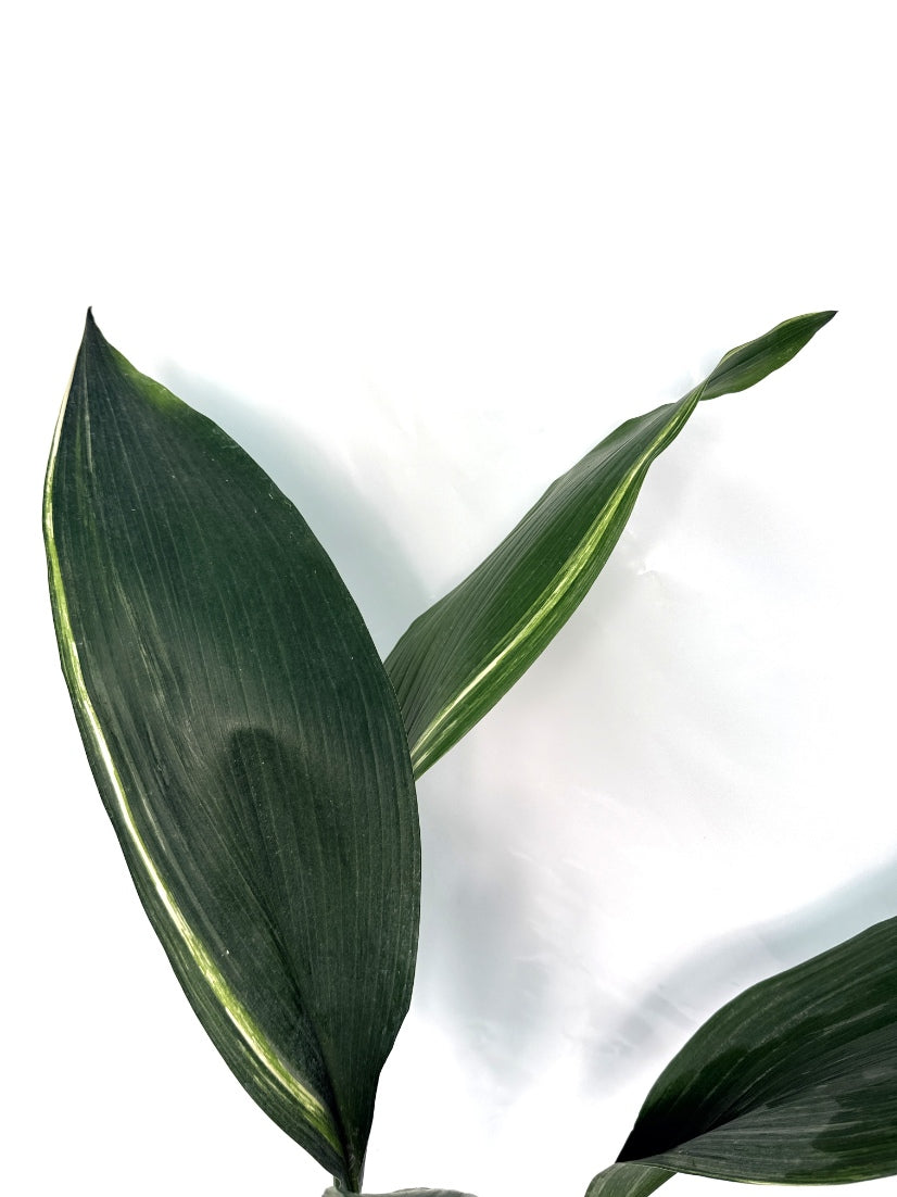 Aspidistra_Elatior_Variegata