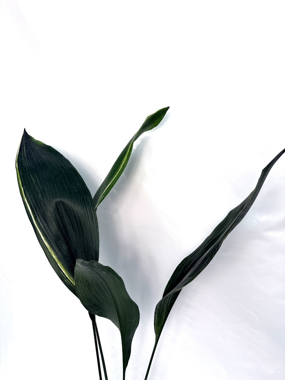 Aspidistra_Elatior_Variegata