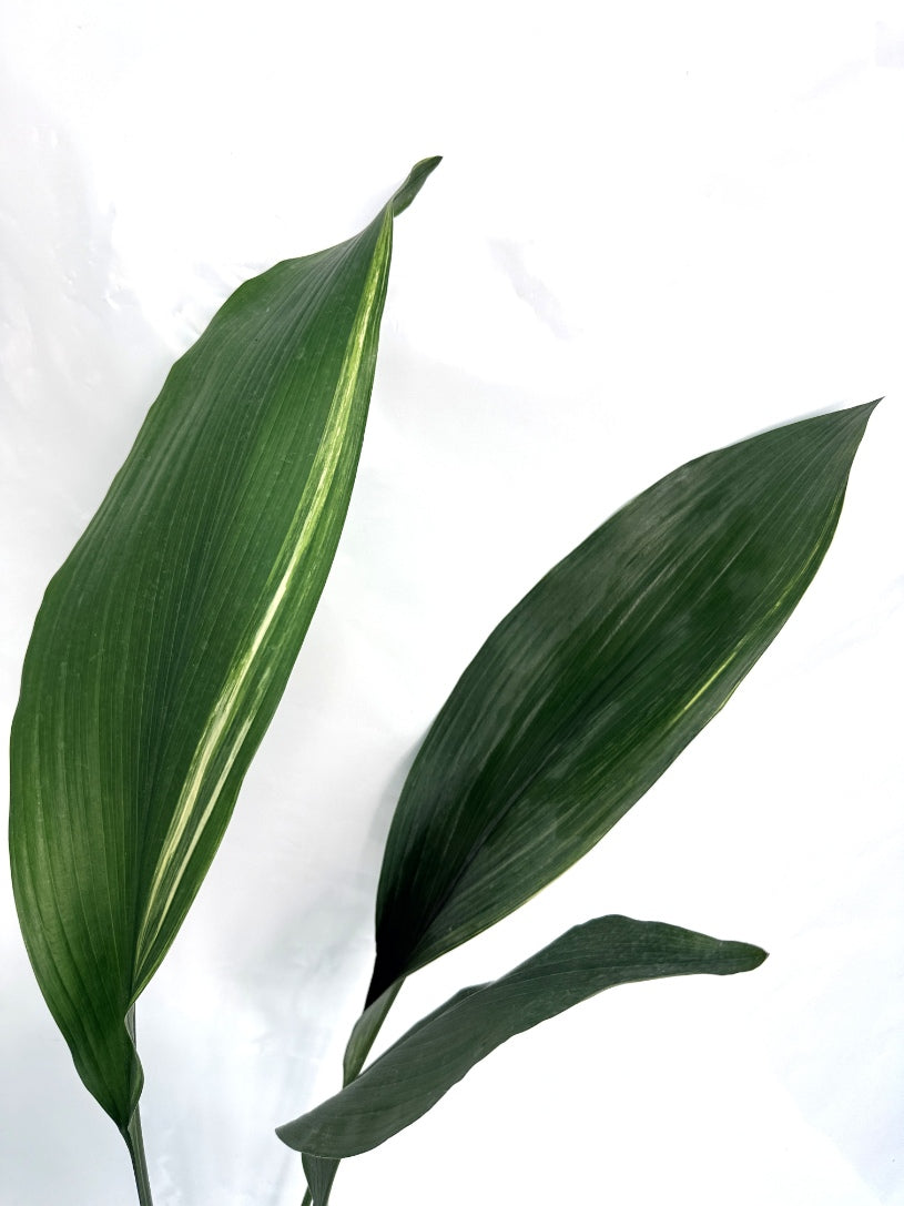 Aspidistra_Elatior_Variegata