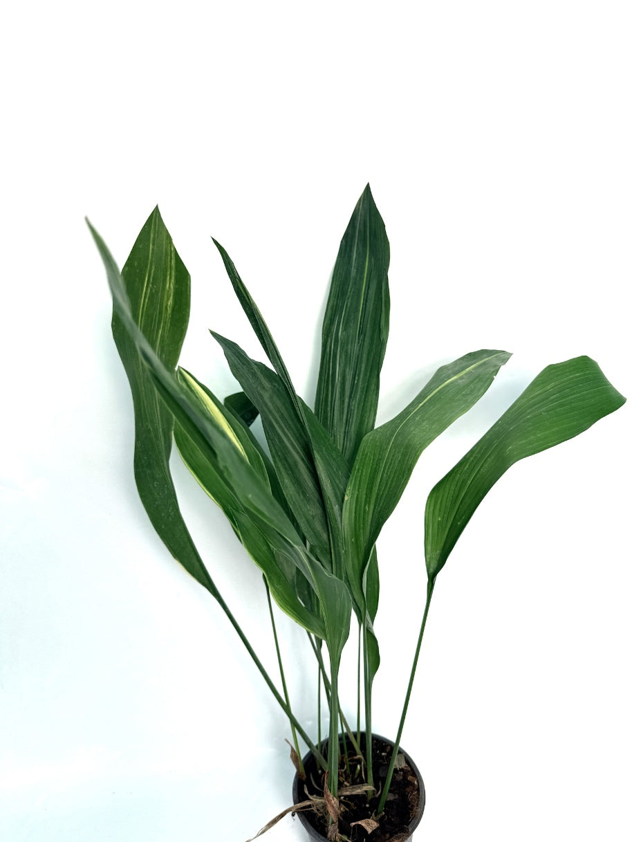 Aspidistra_Elatior_Variegata