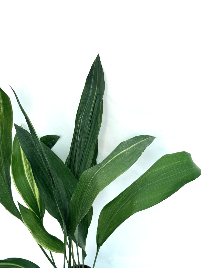 Aspidistra_Elatior_Variegata