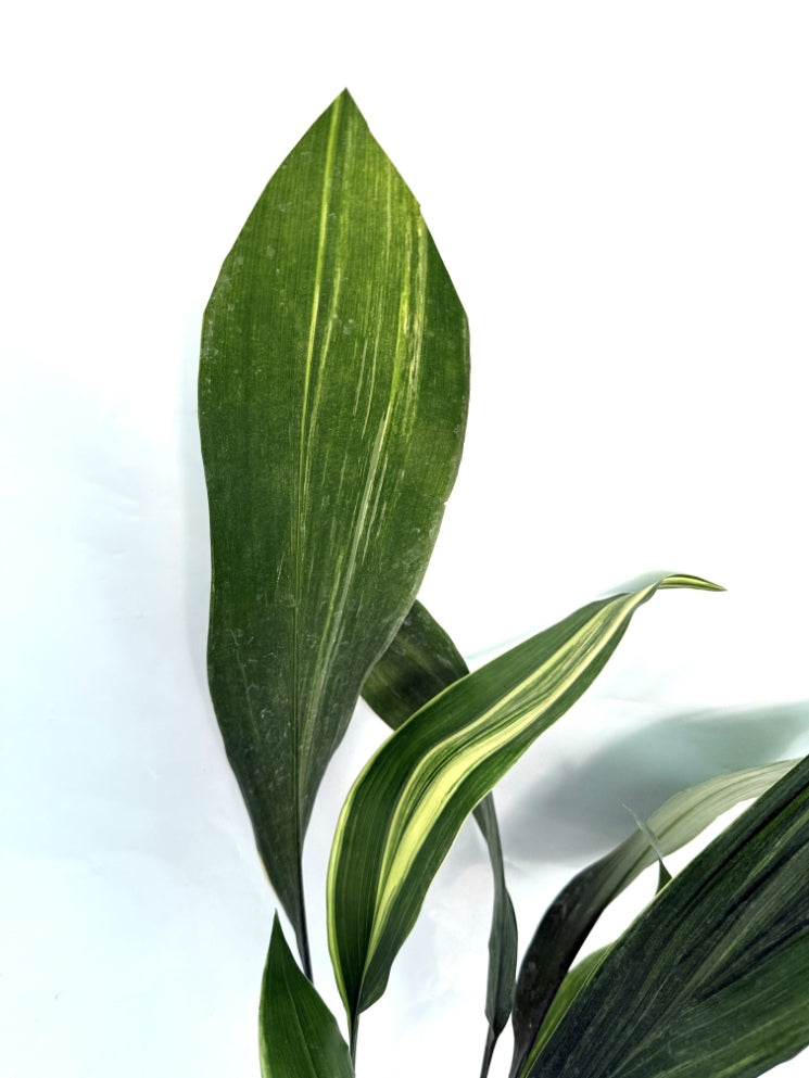 Aspidistra_Elatior_Variegata