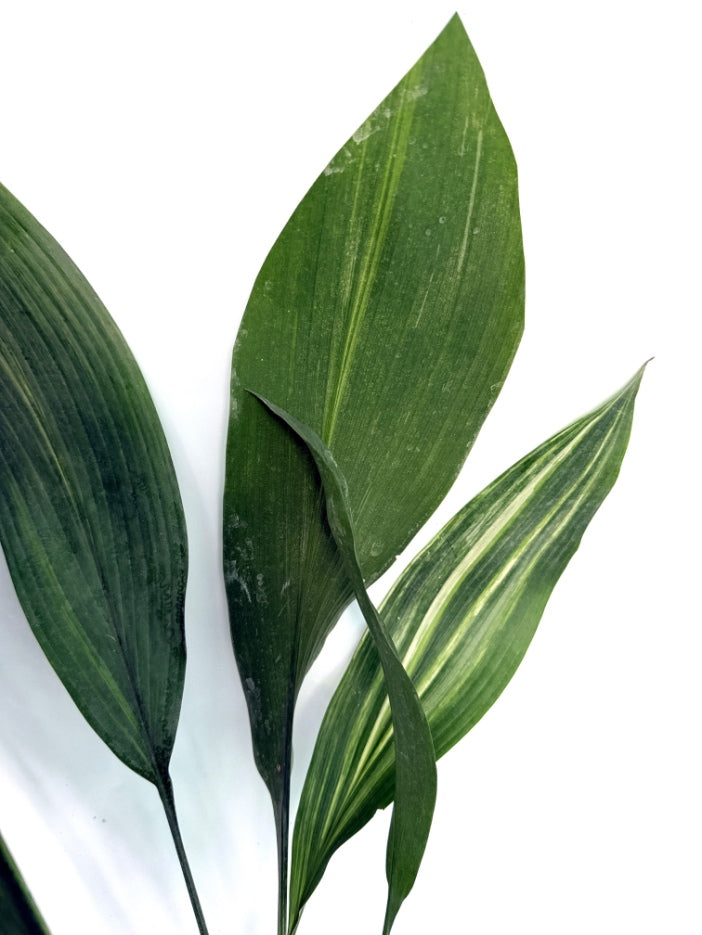 Aspidistra_Elatior_Variegata
