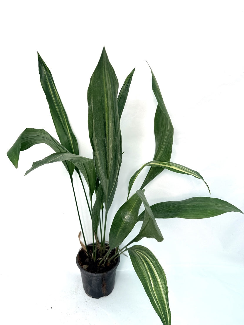 Aspidistra_Elatior_Variegata