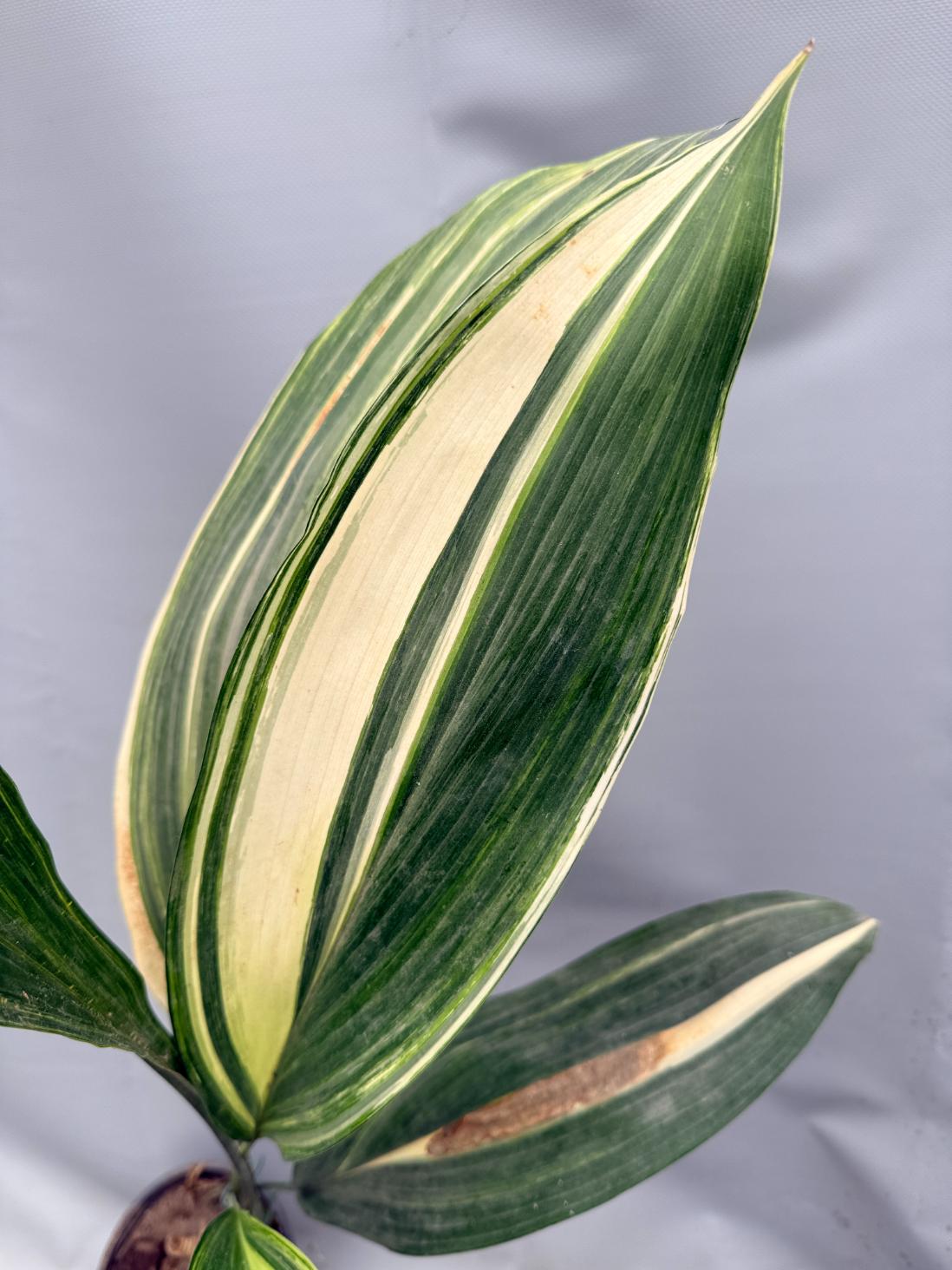 Aspidistra Elatior Variegata  07