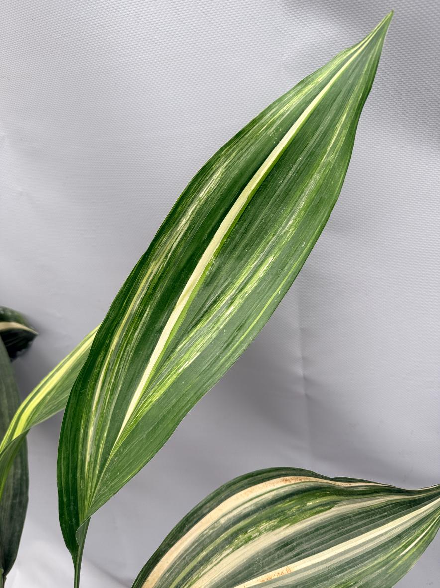 Aspidistra Elatior Variegata 08